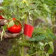 thumbnail image 4 of unbranded Roja Para Atar Plantas Y Ramas Con Material Flexible Y Adherente Para Jardín, 4 of 7