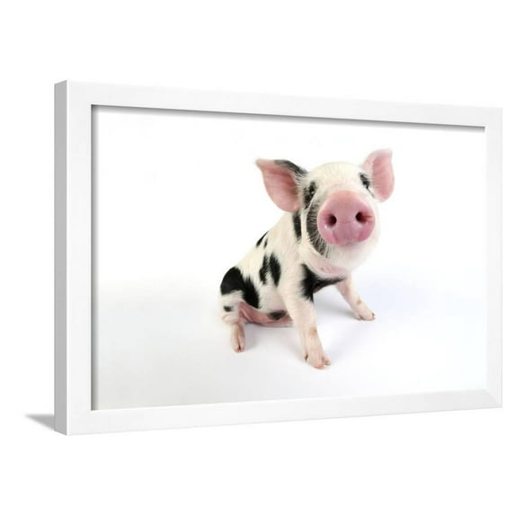 Pig Kune Kune Cross Gloucester Old Spot Piglet, Animals Scenic Framed Art Print Wall Art