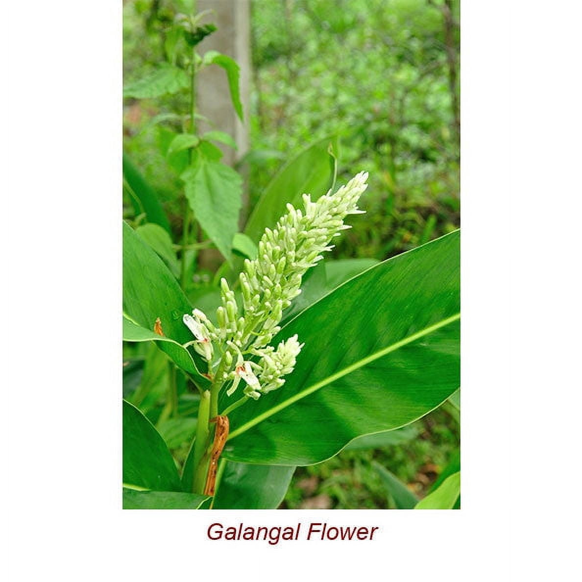 Galangal Essential Oil 5 ml (1/6 fl oz) - 100% Pure and Natural by Silky Scents
