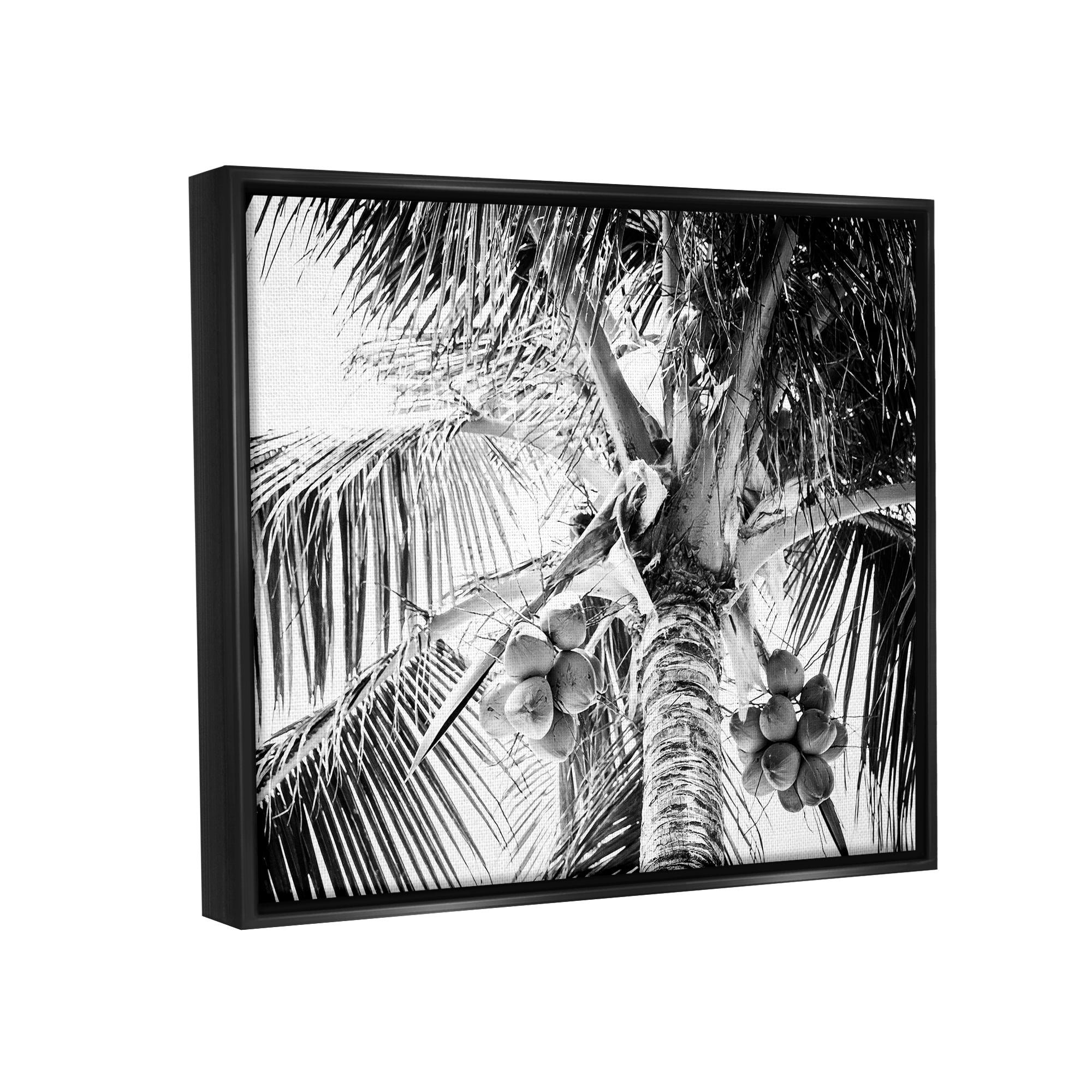 Stupell Industries Tropical Coconut Fruits Growing Monochrome Palm Tree Photograph Jet Black Floating Framed Canvas Print Wall Art, Design by Two Smart Blondes