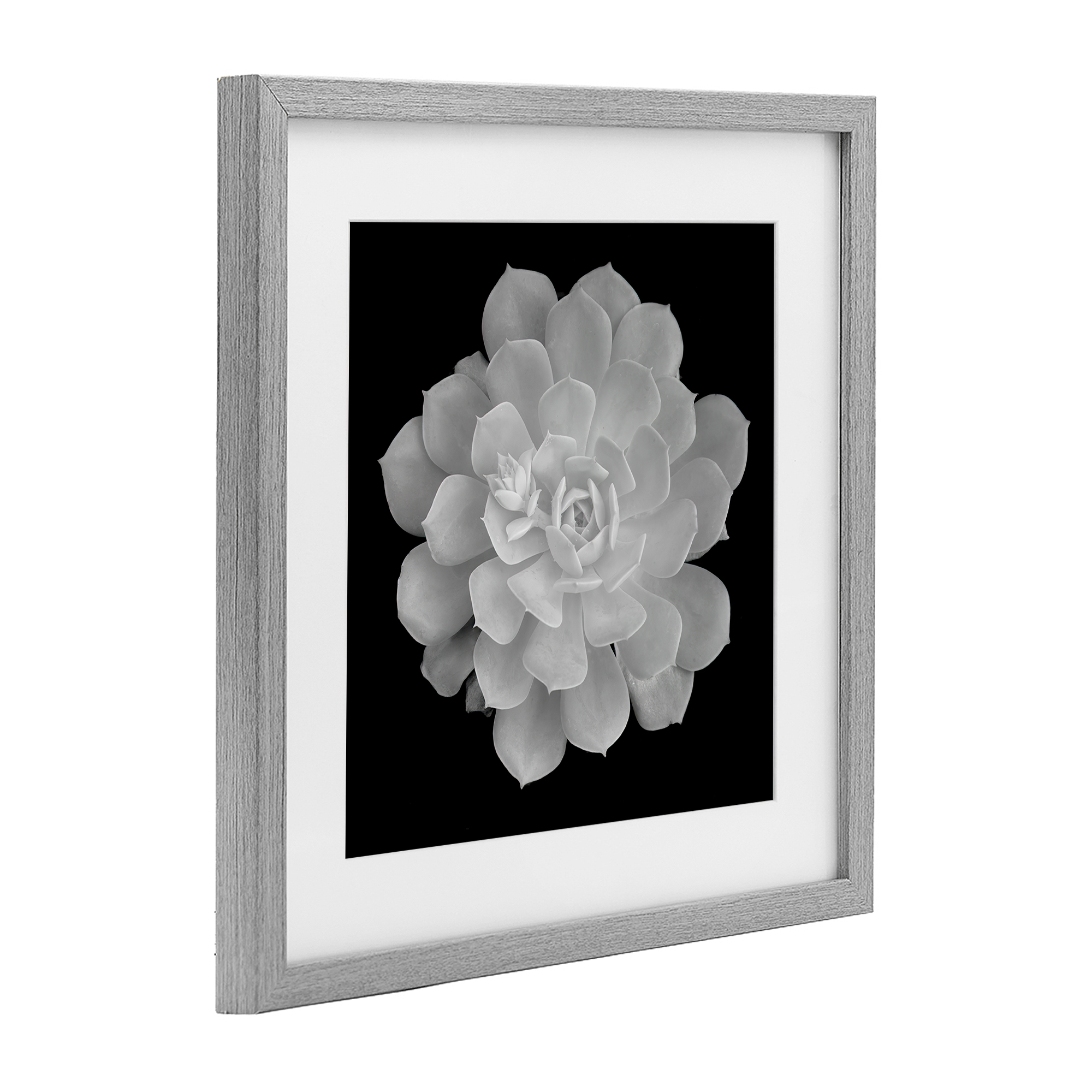Pure White Succulent Contrast Gray Framed Print Under Glass, design by Phillip Flowers