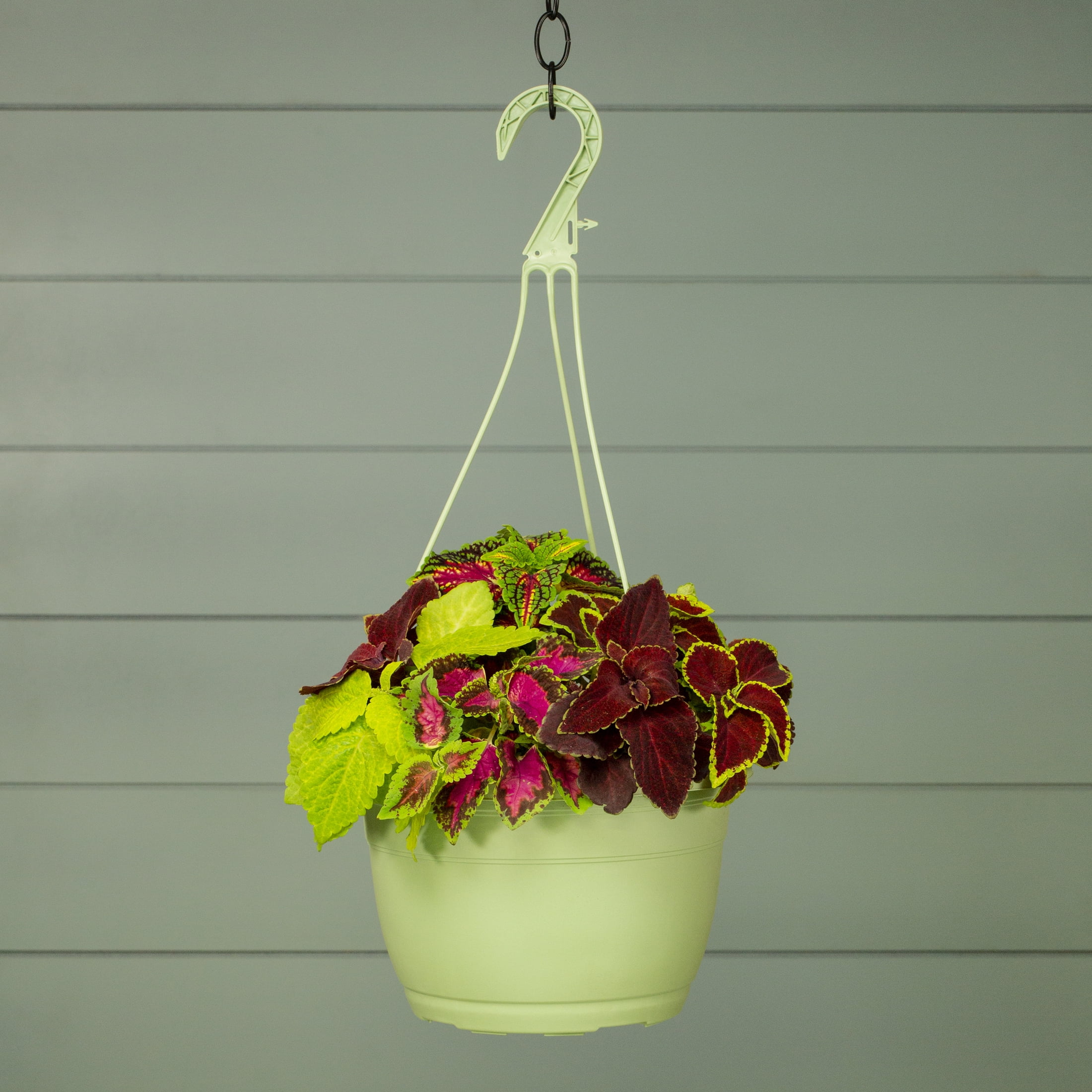 Expert Gardener 1.5gal Multicolor Coleus Live Annual Plant Hanging Basket Shade