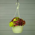 thumbnail image 4 of Expert Gardener 1.5gal Multicolor Coleus Live Annual Plant Hanging Basket Shade, 4 of 6