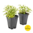 thumbnail image 5 of 2 Cat Mint Plants in 3.5” Cubes | Live Aromatic Pet-Friendly Herb for Cats for Fresh/Dried Use & Enrichment | Fast-Growing Cold-Hardy Perennial for Containers & Gardens (Nepeta), 5 of 10