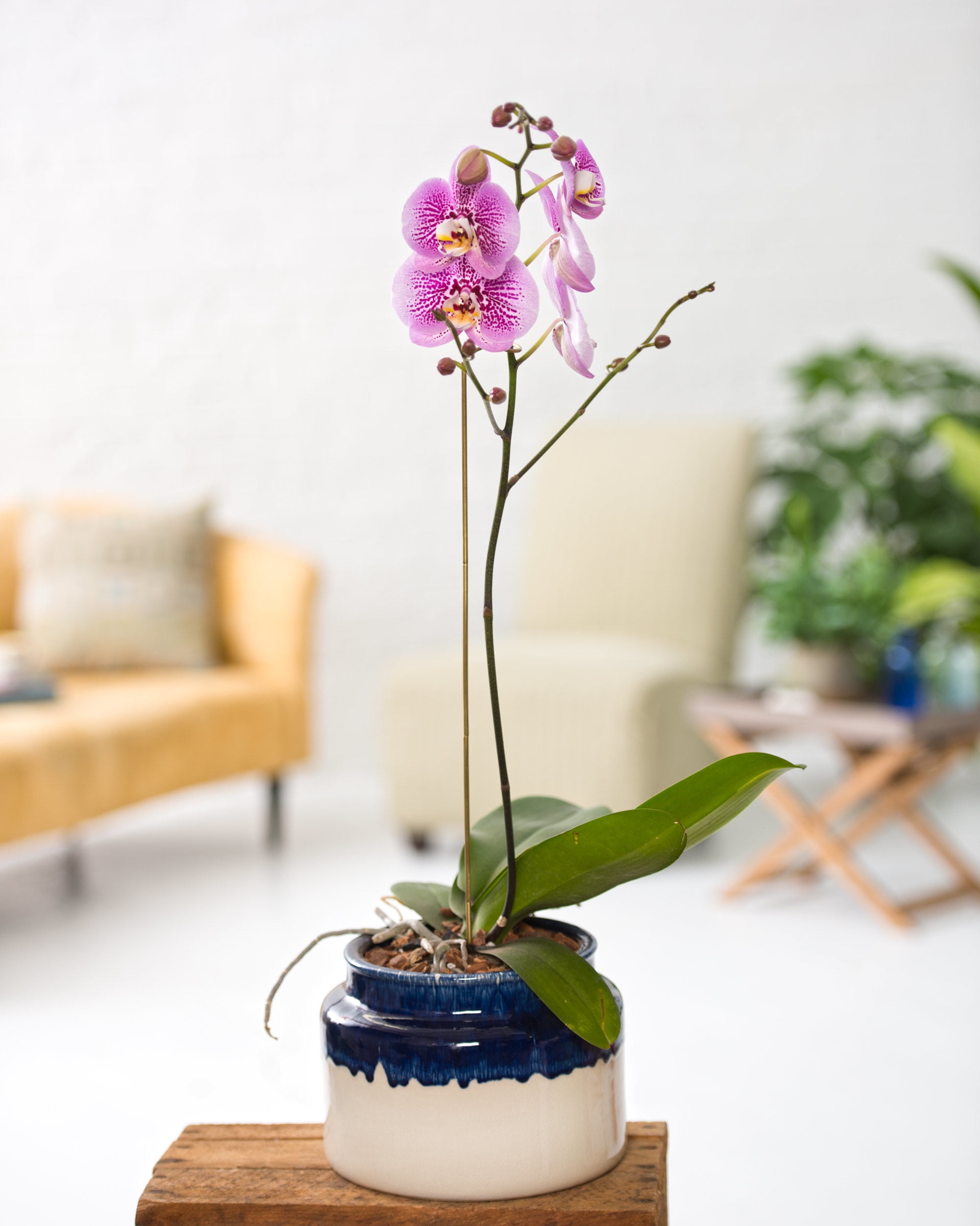 Tall Kennebunk Ceramic Orchid Cachepot by Gardener'S Supply Company
