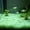 Pink, variant on Glowing Aquarium Pebbles for Aquascaping, Soft Light Decorative Plastic Stones for Natural Layouts and Fish Tanks Purple