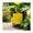 Yellow, variant on Flower Pot Planter On Stand for Home Decor - Ceramic Stoneware Indoor and Outdoor Garden Flower Pot for Orchids - Wooden Stand and Dot-Pattern Design for Living Room or Patio Display - 9", Yellow