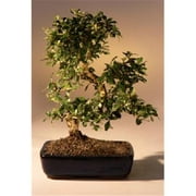 Bonsai Boy e2791 Fukien Tea Flowering Bonsai Tree with Curved Trunk Style - Ehretia Microphylla - Extra Large