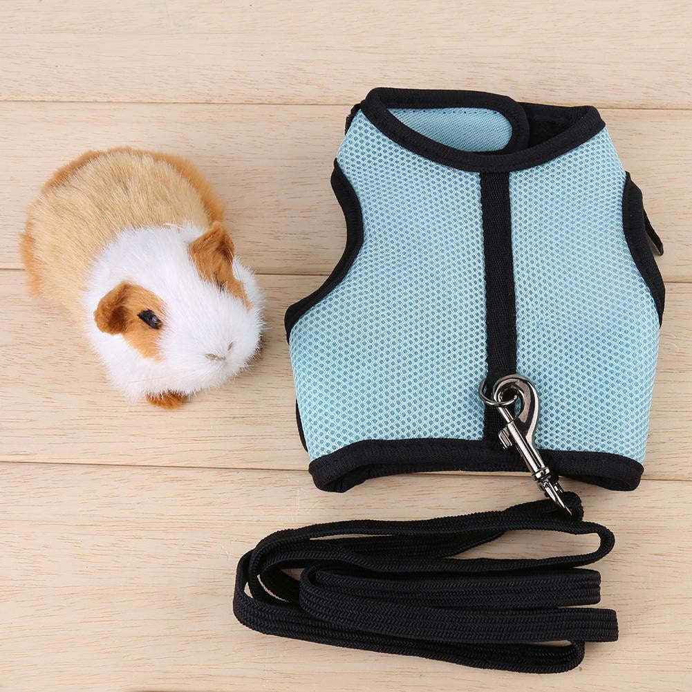 walking a guinea pig on a leash