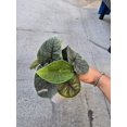 thumbnail image 2 of Alocasia Melo very full- Rare Find House plant Easy care in 5 inch pot ceramic- Get similar, 2 of 3