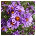 thumbnail image 4 of Everwilde Farms - 1000 New England Aster Native Wildflower Seeds - Gold Vault Seed Packet, 4 of 5