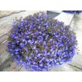 thumbnail image 4 of 200 LILAC Purple LOBELIA REGATTA Lobelia Erinus Flower Seeds, 4 of 5