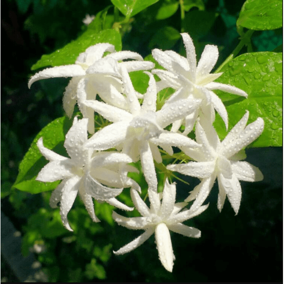 Jasmine Belle of India Live Starter Plant for Planting, Jasminum - Fragrant Flowering Vine for Garden Containers, 4 to 6 Inch Tall, Ship No Pot