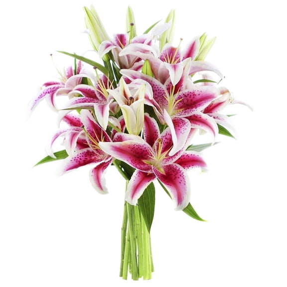 KaBloom : 5 Pink Liles, Next-Day Delivery, Gift for Every Occasion.