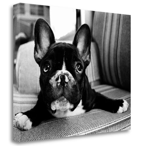 Tangletown Fine Art 'Hugo' Photographic Print on Wrapped Canvas