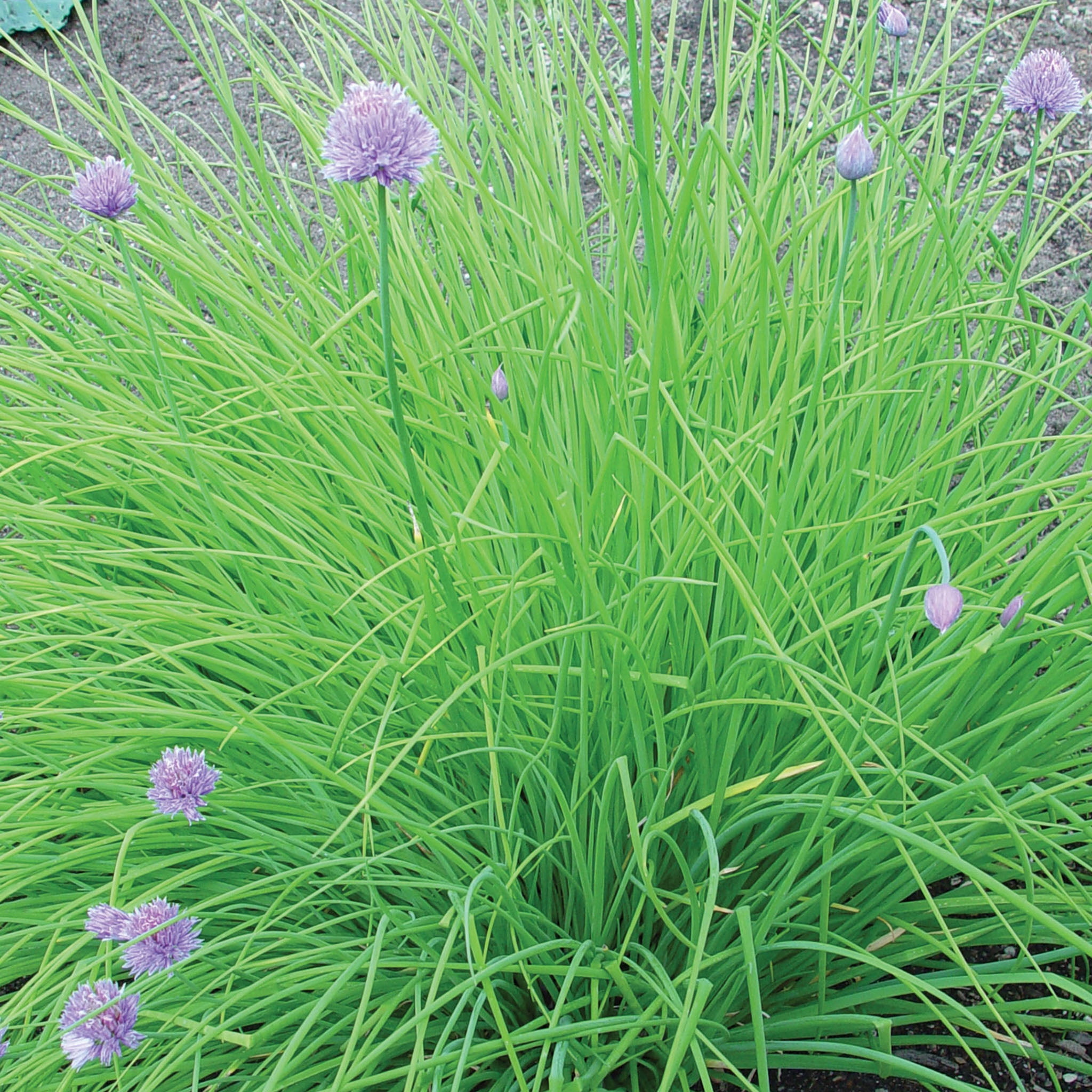 Ciboulette Burpee, Dolores Herb