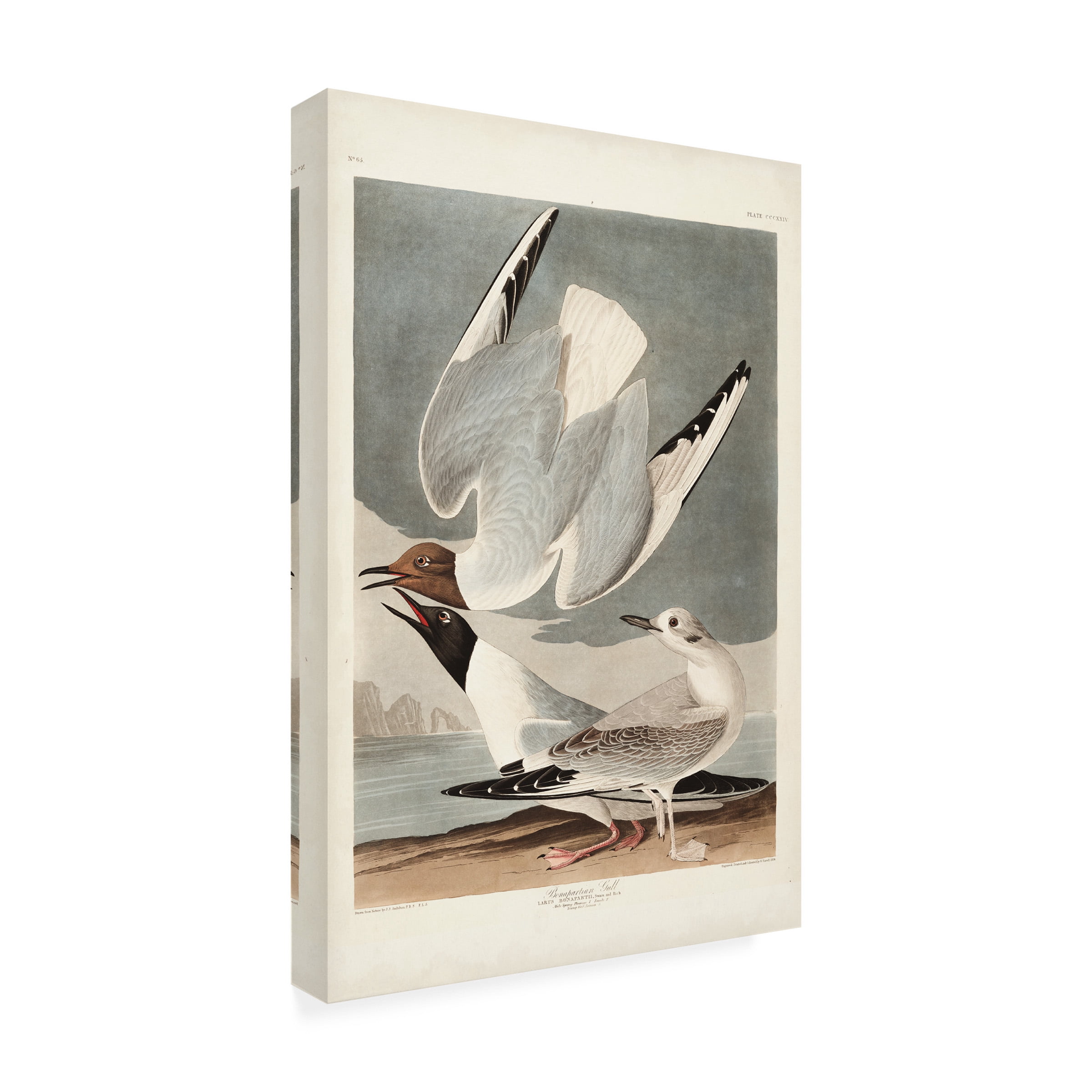 John James Audubon 'Bonapartian Gull' Canvas Art
