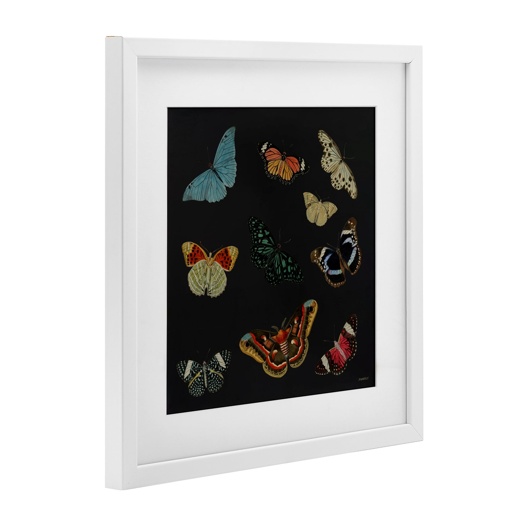 Stupell Industries Insects Group on Black White Framed Print Under Glass, design by Dan Meneely