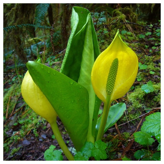 Everwilde Farms - 1 lb Skunk Cabbage Native Wildflower Seeds - Gold Vault Bulk Seed Packet