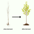 thumbnail image 5 of Set 5 Eastern Redbud Tree, 6-12 Inches Tall, Dormant Eastern Red Bud Plant for Gardening, 5 of 5