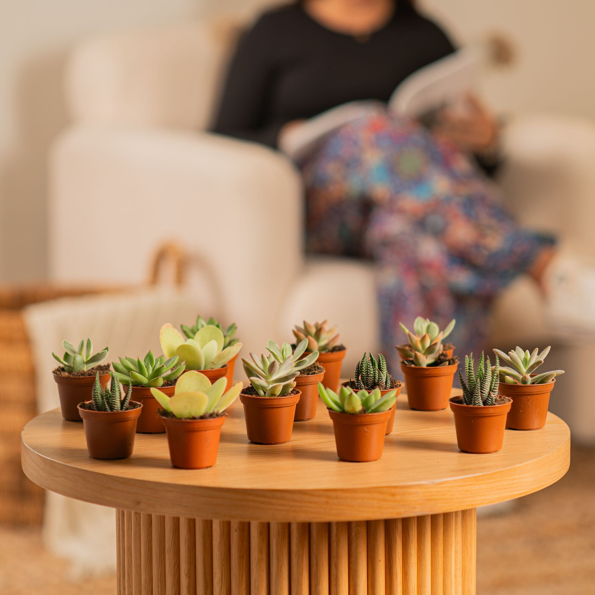Costa Farms 3" Assorted Succulents Live House Plants in 2" Grower Pot 30 (Count)