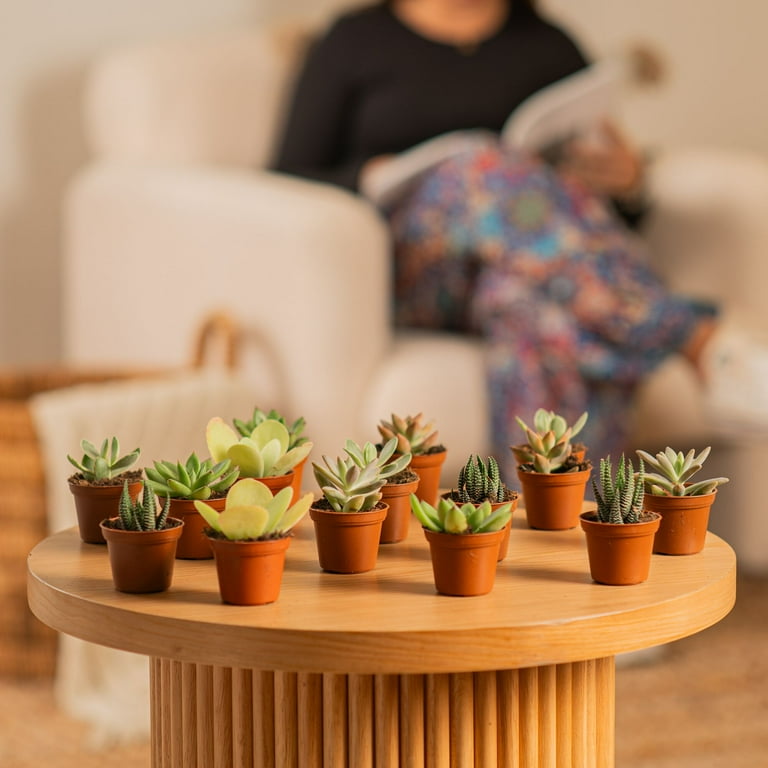 Costa Farms 3 inch Assorted Succulents Live House Plants in 2 inch Grower Pot 30 (Count), Size: Minis/Pollitos
