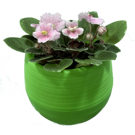 Miniature African Violet in 2.5