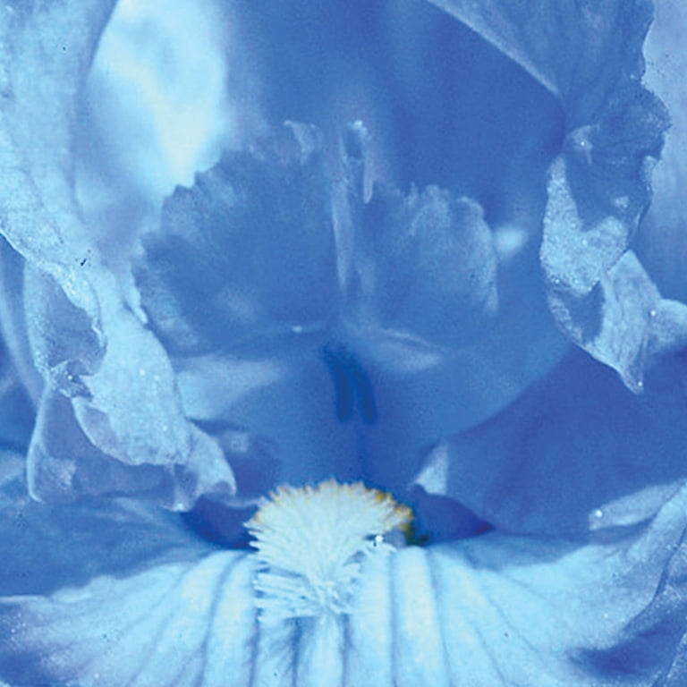 Van Zyverden's Bearded Iris Full Tide, Blue, Easy to Grow, Cut