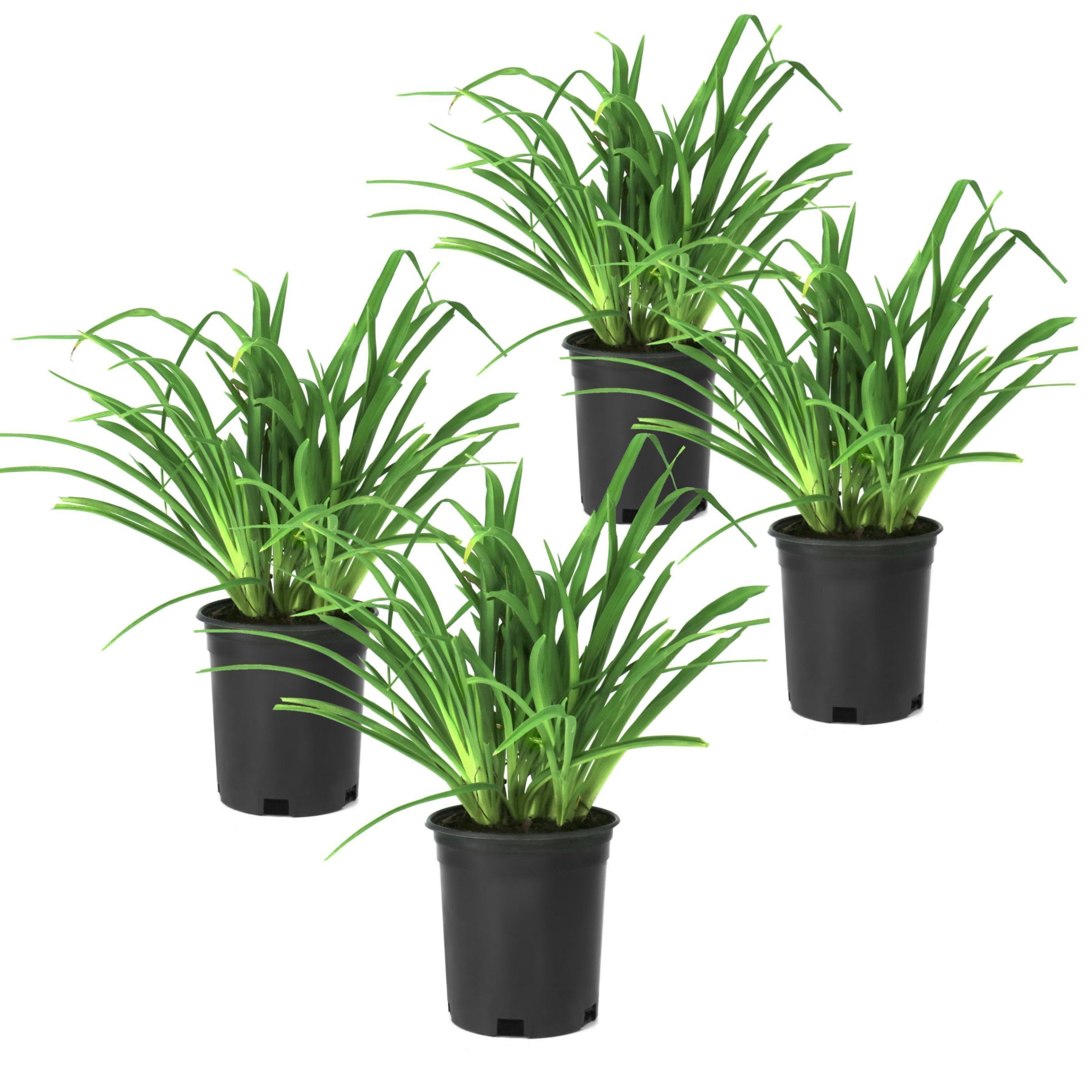 National Plant Network 1 gal. Daylily Rosy Returns Perennial Plant