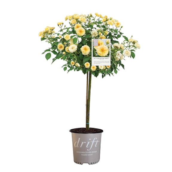 Drift Rose Buttercream Tree Live Shrub (3 Gallon)
