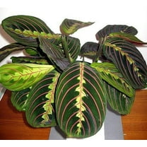 Red Prayer Plant - Maranta - Easy to Grow House Plant - 4" Hanging pot -/from jmbamboo