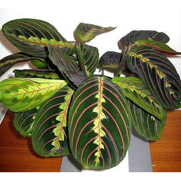 Red Prayer Plant - Maranta - Easy to Grow House Plant - 4" Hanging pot -/from jmbamboo