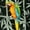 PARROT BIRDS, BLACK, variant on LA LEELA Men's Hawaiian Shirts Short Sleeve Button Down Shirt Mens Summer Shirts Casual Beach Holiday Hawaii Shirts for Men Funny L Parrot Birds, Autumn Green