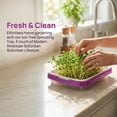 1Pack Sprouts Growing Kit, Bean Sprouts Tray, Soil-Free Sprouting Tray ...