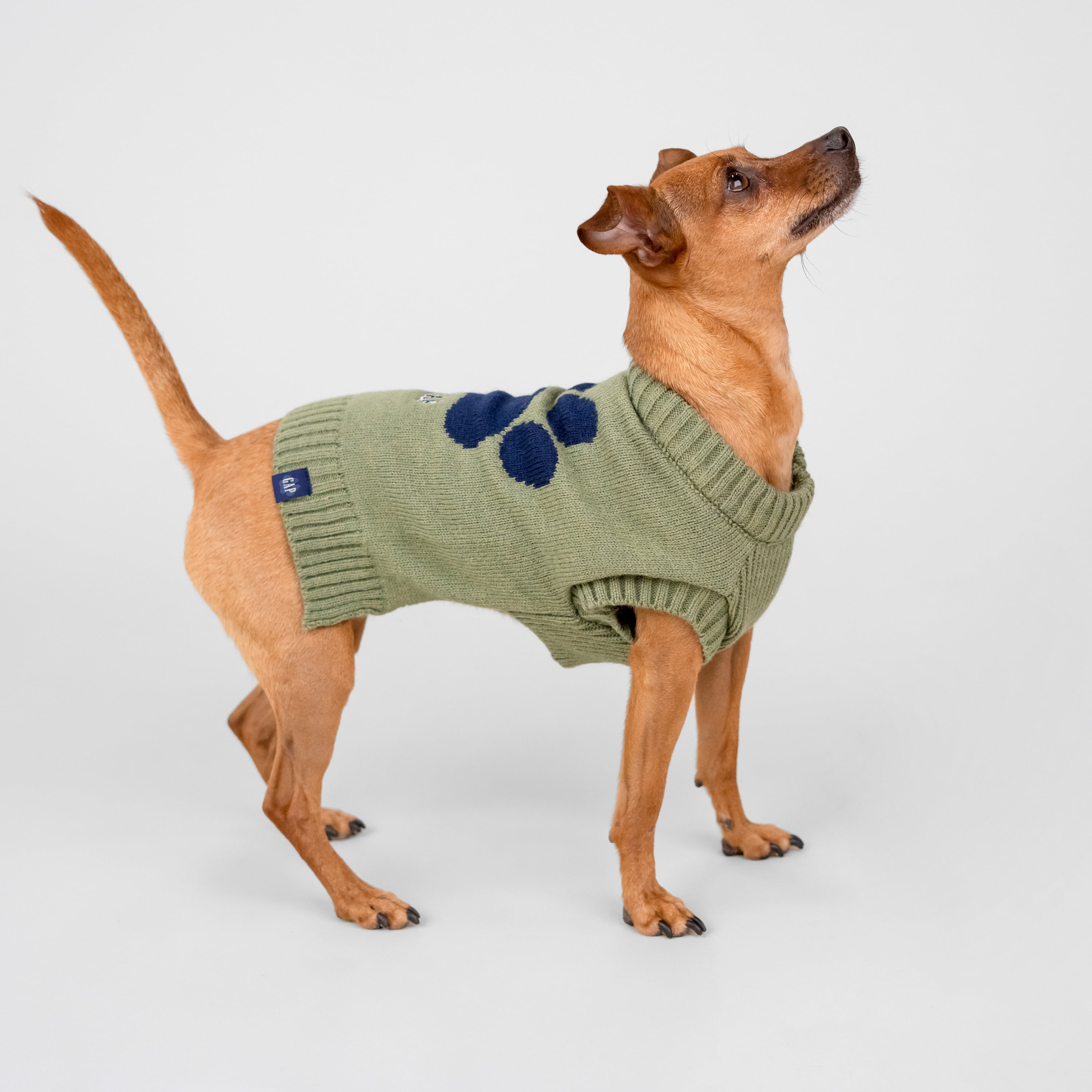 Gap Pet Dog Clothes, Classic Gap Logo Paw Print Pet Sweater