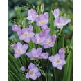 thumbnail image 1 of Freesia Single Blue, 1 of 1
