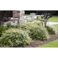 thumbnail image 4 of Southern Living 3 Gallon Green Abelia Miss Lemon Live Shrub with Grower Pot, 4 of 5
