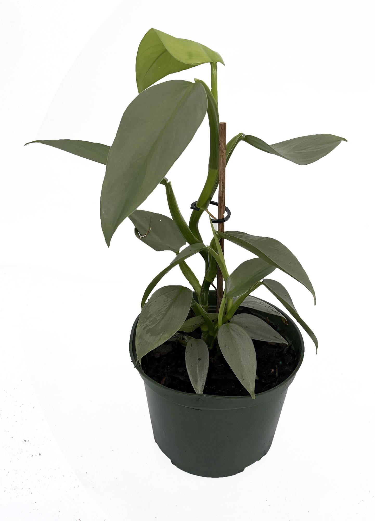 Philodendron Silver Sword Various Sizes 4 Pot Philodendron Hastatum
