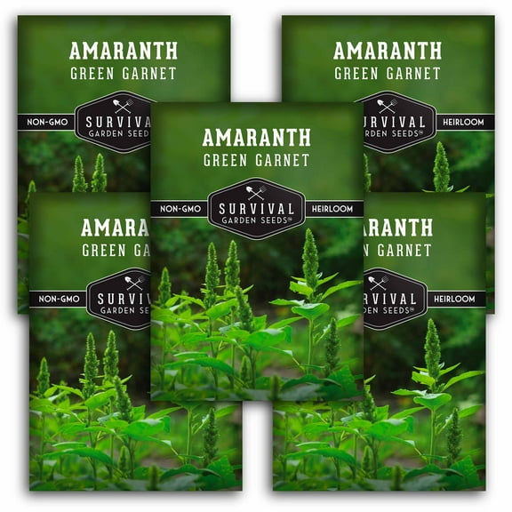 5 Packs Green Garnet Amaranth Seeds - Mexican Grain Amaranth - Non-GMO Heirloom Annual Full Sun