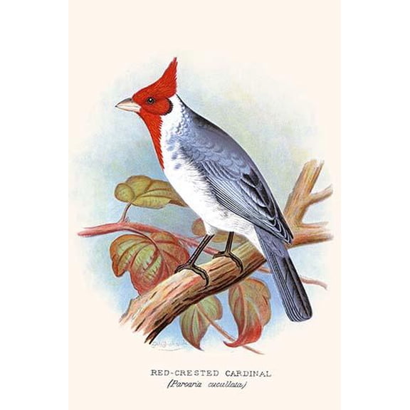 Red Crested Cardinal-Fine Art Canvas Print (20" x 30")
