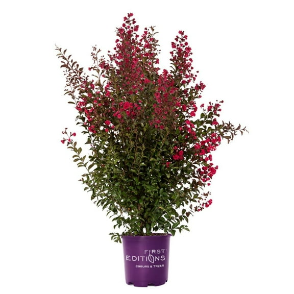 First Editions® Ruffled Red Magic™ Crape Myrtle - Lagerstroemia 'PIILAG-VII' PP27,303