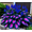 C, variant on Elegant Hosta—Graceful Foliage Display—Brightens up dark garden corners——Year-Round ornamental appeal
