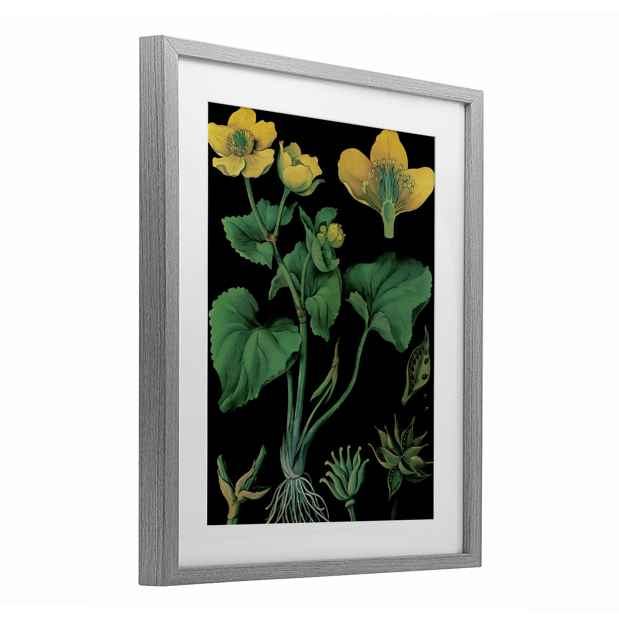 Stupell Industries Marsh Marigold Illustration Study Gray Framed Print Under Glass, design by Vintage Hustle