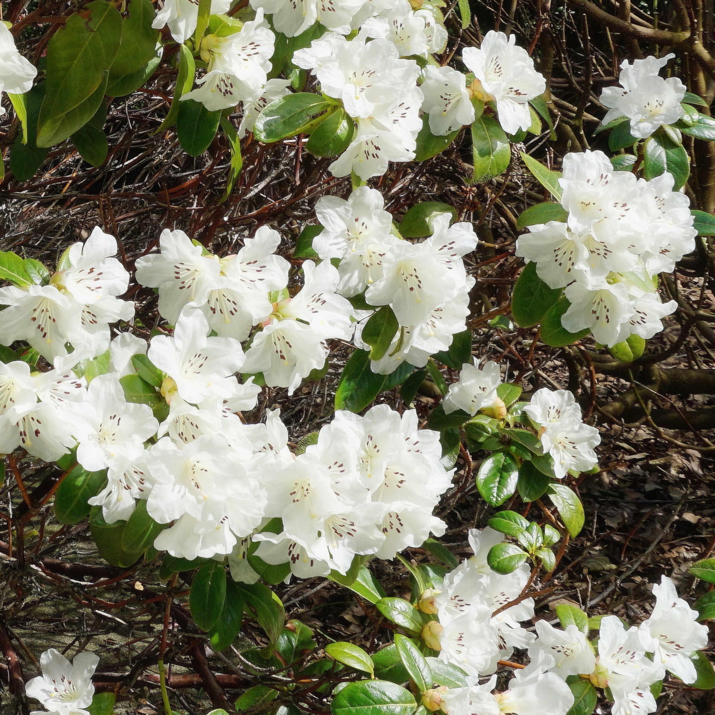 National Plant Network 4 in. Azalea FlorAmore White (3-Pack)