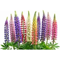 100 Lupine Flower Seeds for Planting - Very Easy to Grow