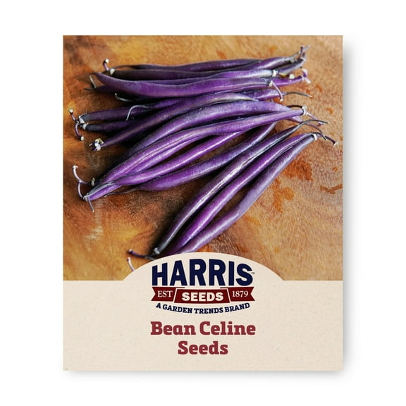 Harris Seeds - Bean Celine Organic Seeds - Sweet Purple Fruits - 1,000 Seeds