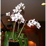 Orchid Love Organic Orchid Fertilizer Food Bloom Booster 1 Quart (32oz) Liquid Concentrate - Best Natural Fertiliser