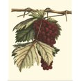 thumbnail image 1 of Great BIG Canvas | "Vintner's Varieties II" Art Print - 16x20, 1 of 4