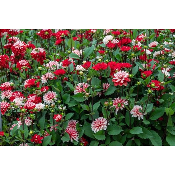Pacific TIme Dahlia - Decorative Flower - #1 Size Root Clump
