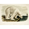 thumbnail image 2 of Vintage Apple Collection 14x11 Black Ornate Wood Framed with Double Matting Museum Art Print Titled - Polar Bear, 2 of 4